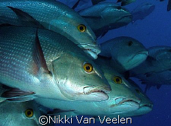 Snappers posing at Shark reef, taken yesterday with Olymp... by Nikki Van Veelen 